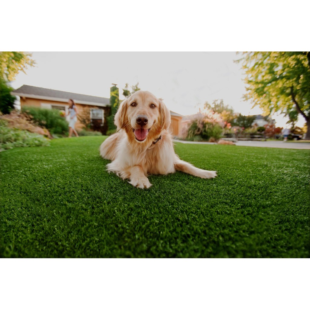 Sementes de Grama Bermuda Folha Fina Para Jardim e Campo de Futebol 150 g Cobre 50 M²
