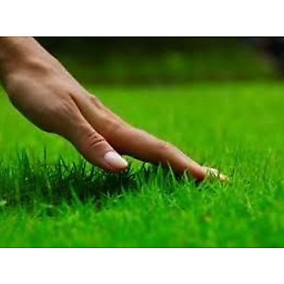 Sementes de Grama Bermuda Folha Fina Para Jardim e Campo de Futebol 2kg Cobre 600 M²