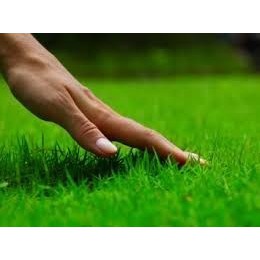 Sementes de Grama Bermuda Folha Fina Para Jardim e Campo de Futebol 500 g Cobre 150 M²