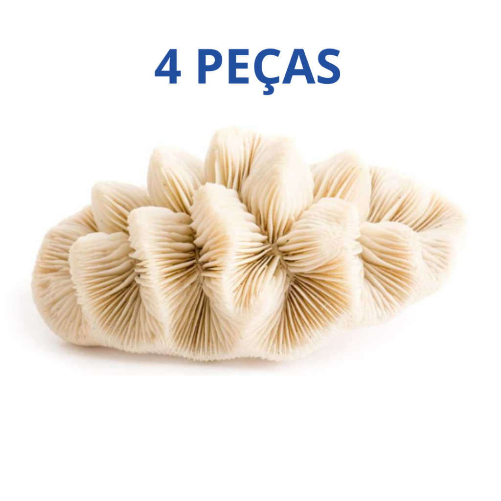 4 peças - Coral esponja - Pedra do mar natural - coral