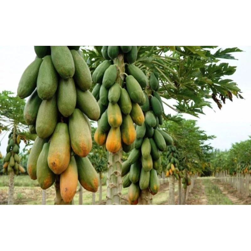 Sementes Mamão Vietnamita Grande Produção Kaek Dahm 15 unidades