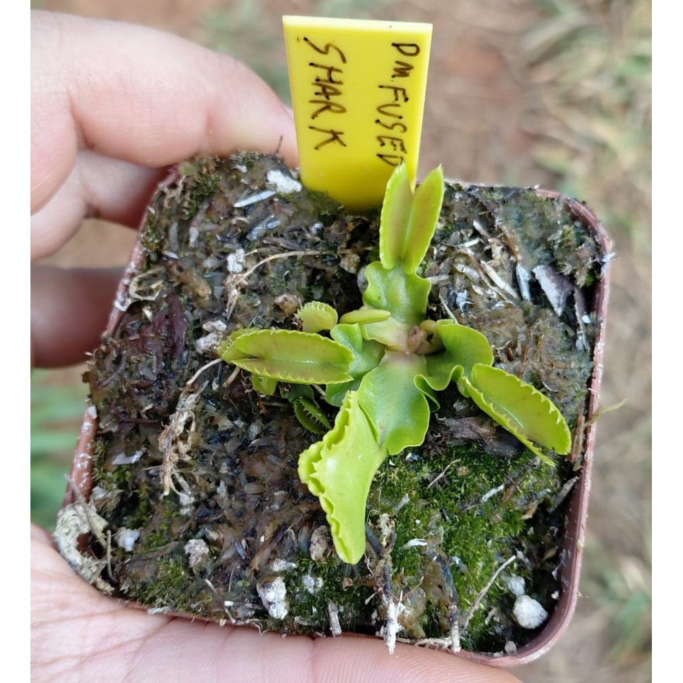Dionaea Fused Shark - Planta Carnívora