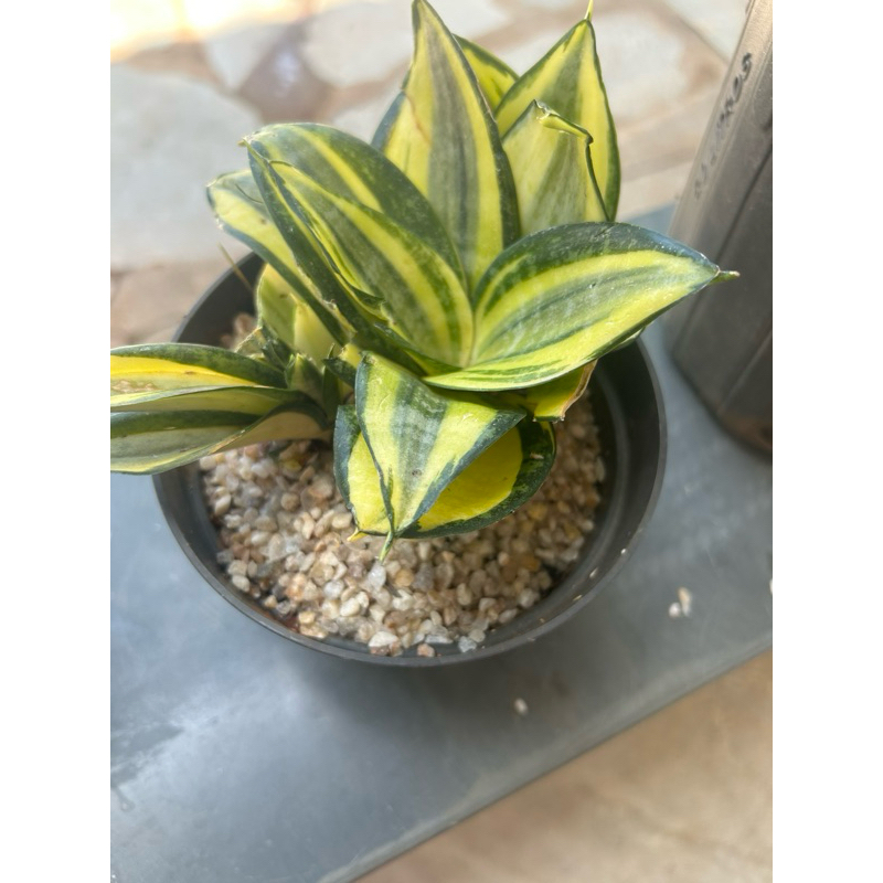 Pedrisco de Rio Natural n°0 (3-8mm) Alta qualidade para Suculentas, Bonsais, Aquários e Jardinagem