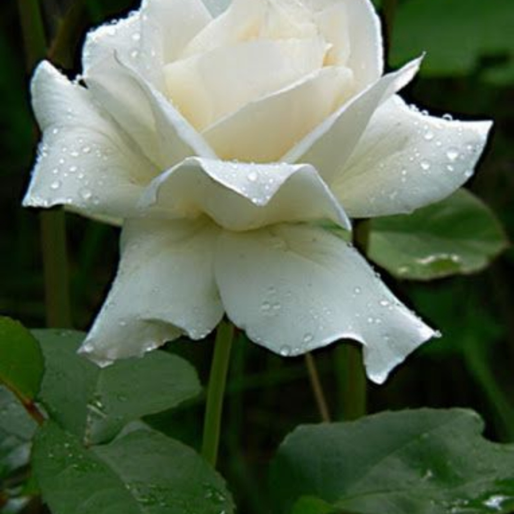 100 sementes de rosa branca grande yt floresce o ano todo ll