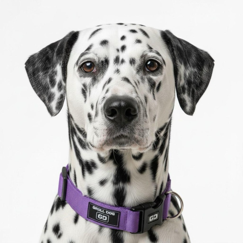 Coleira para cachorro com regulagem de tamanho cães grandes medio pequeno Pet Animais adestramento