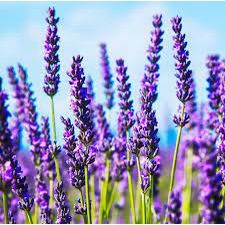 Essência Lavanda Para Aromatizador de Ambiente, Home Spray, Cremes, Sabonetes e Cosméticos - 50ml