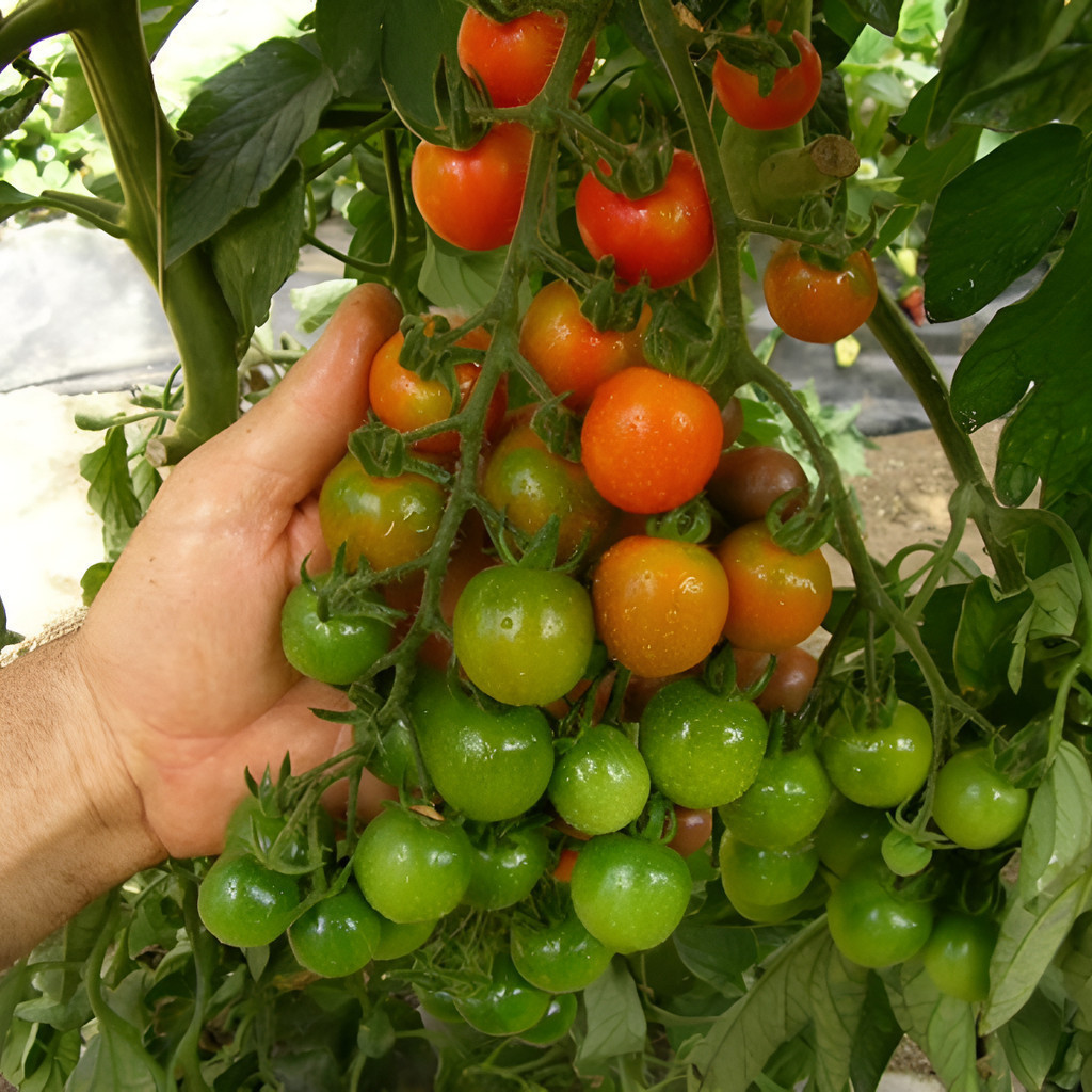 A-II  100 Sementes De Tomate Cereja Italiano (importadas)