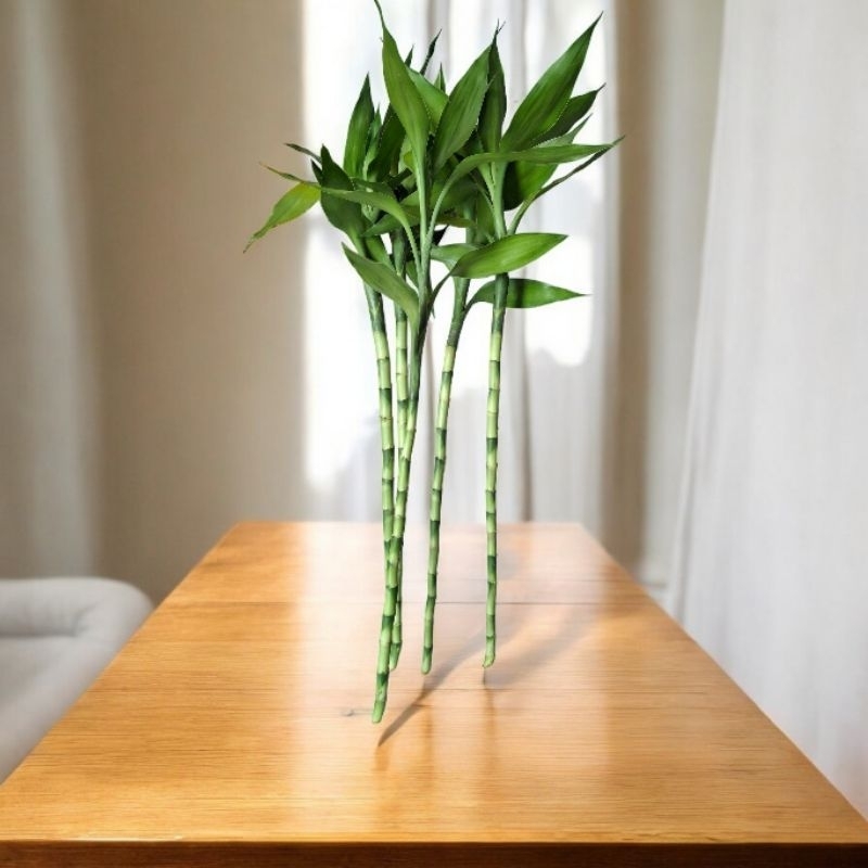 Bambu da sorte Natural 05 hastes 60cm / decoração sala escritório(NÃO INCLUI VASO NEM LED)