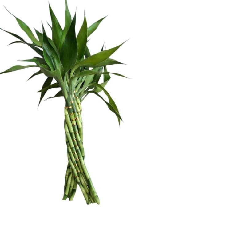 bambu da sorte trançado 8 hastes / 40cm + Hidrogel /NÃO INCLUI VASO NEM LED