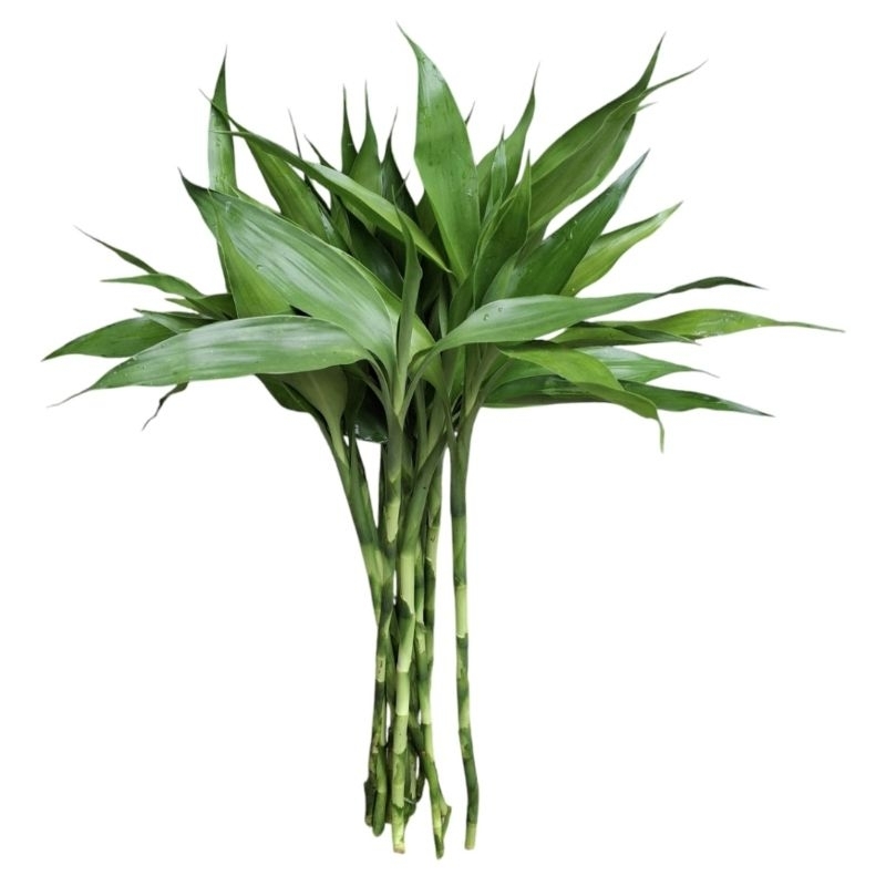Bambu da sorte 9 hastes 35cm+ Hidrogel / NÃO INCLUI VASO NEM LED