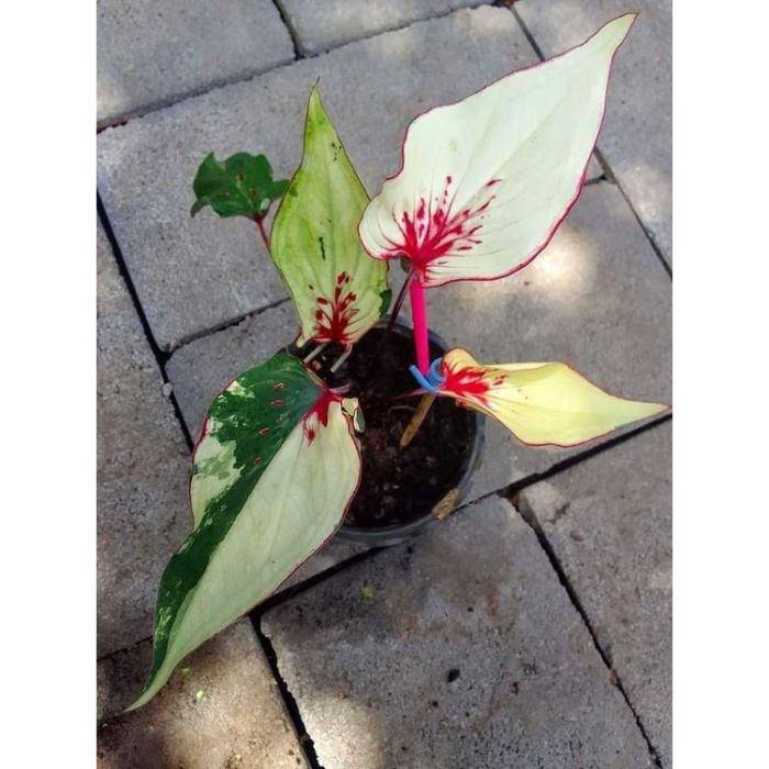 100 sements caladio plums colors com manual de cultivo hg