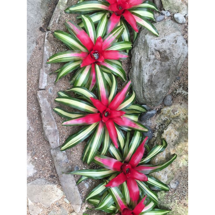 100 sements bromelia central colors variegata com manual de cultivo