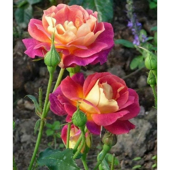 100 sements, rosa mult colors ,com manual de cultivo pronta entre