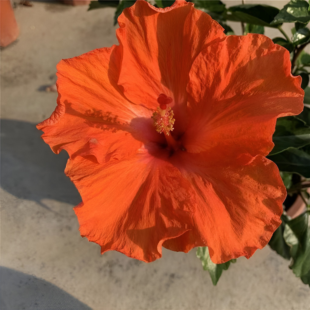 Fácil Cultivo 100sementes De Hibiscus Rosa-sinensis Flor Nacional Do Havai Envio Rápido Pronta Entrega