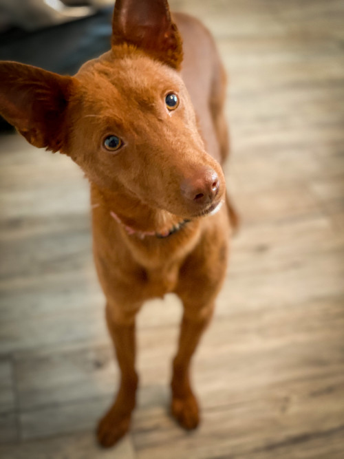 Ein neuer Hund zieht ein