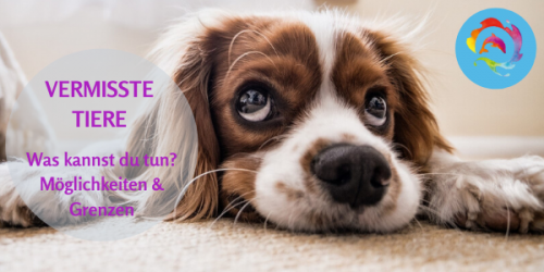 Vermisste Tiere Spezial Online Kurs