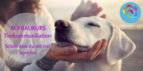 Aufbaukurs Tierkommunikation Online - Tierakademie