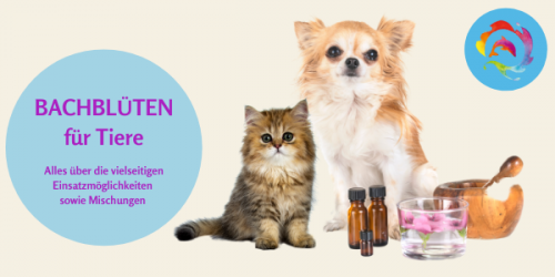 Bachblüten für Tiere Online Kurs