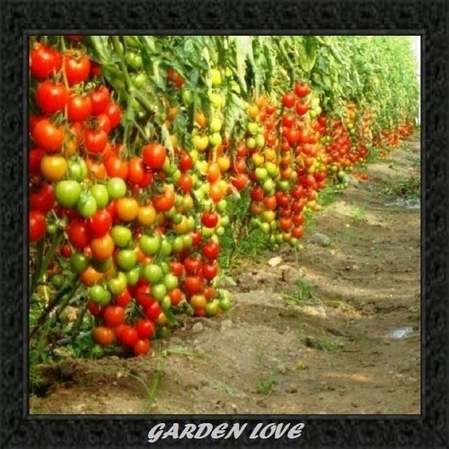 120 Sementes De Tomate Samambaia II