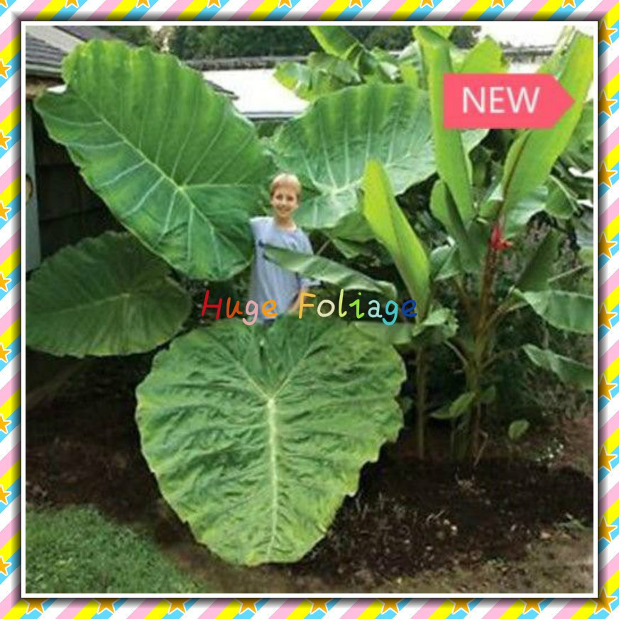 Rara Uma orelha de elefante gigante Taro (Colocasia Gigantea) Sementes frescas, folhas grandes, 200-500 sementes