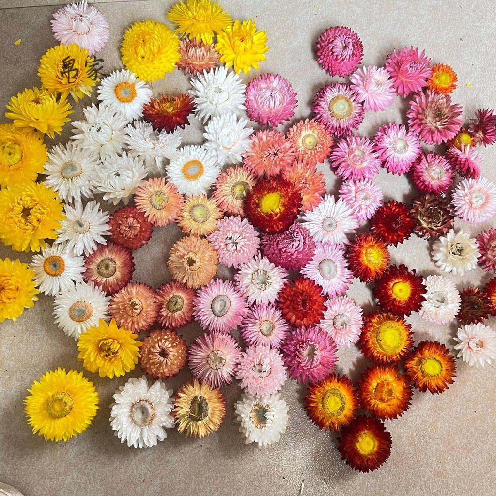 Cabeça de flor seca com margaridas coloridas, pacote de material diy, haste de trigo, crisântemo, flor Real, material de