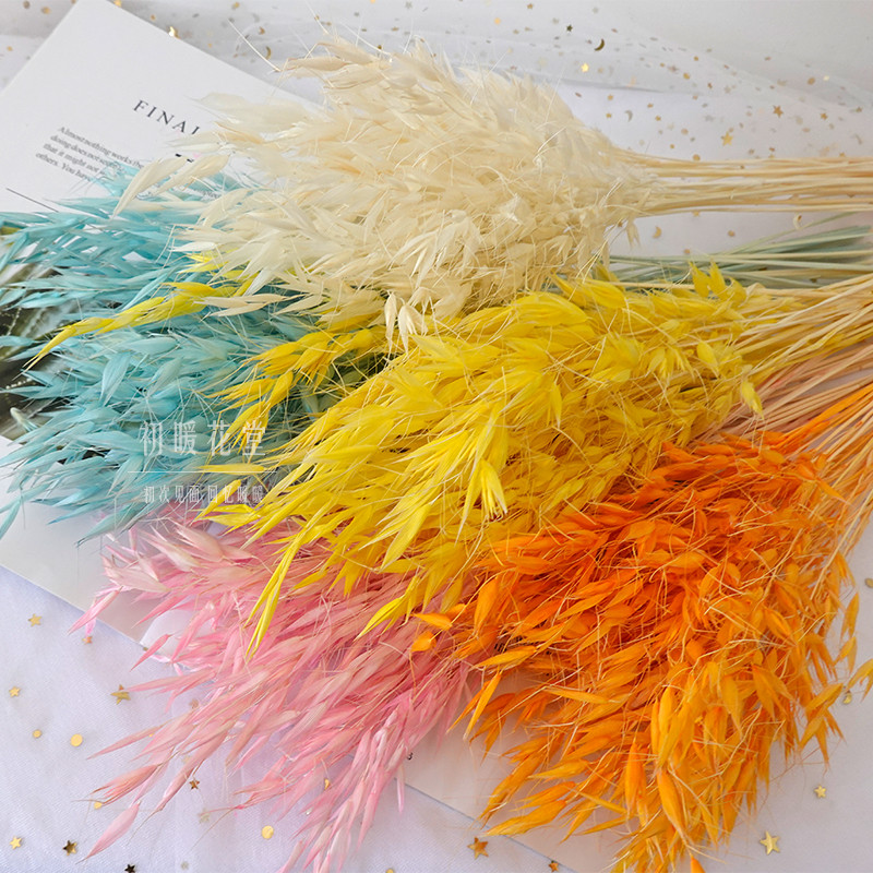 Aveia flores secas flores preservadas pacote de Material diy flores reais naturais orelhas de trigo coloridas cevada est
