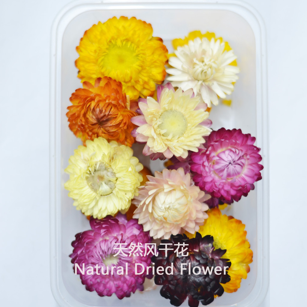 Saco de flores de crisântemo seco colorido selecionado grande haste de trigo cabeça de crisântemo flor Real seca ao ar N