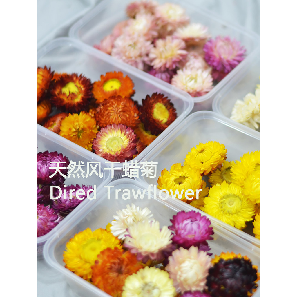 Em destaque Saco de flores de crisântemo seco colorido Haste de trigo de grau AA Cabeça de crisântemo Flor preservada se