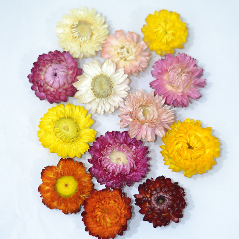 Haste de trigo colorida crisântemo pequena margarida saco de flores secas cabeça de flor em massa flor preservada vela p