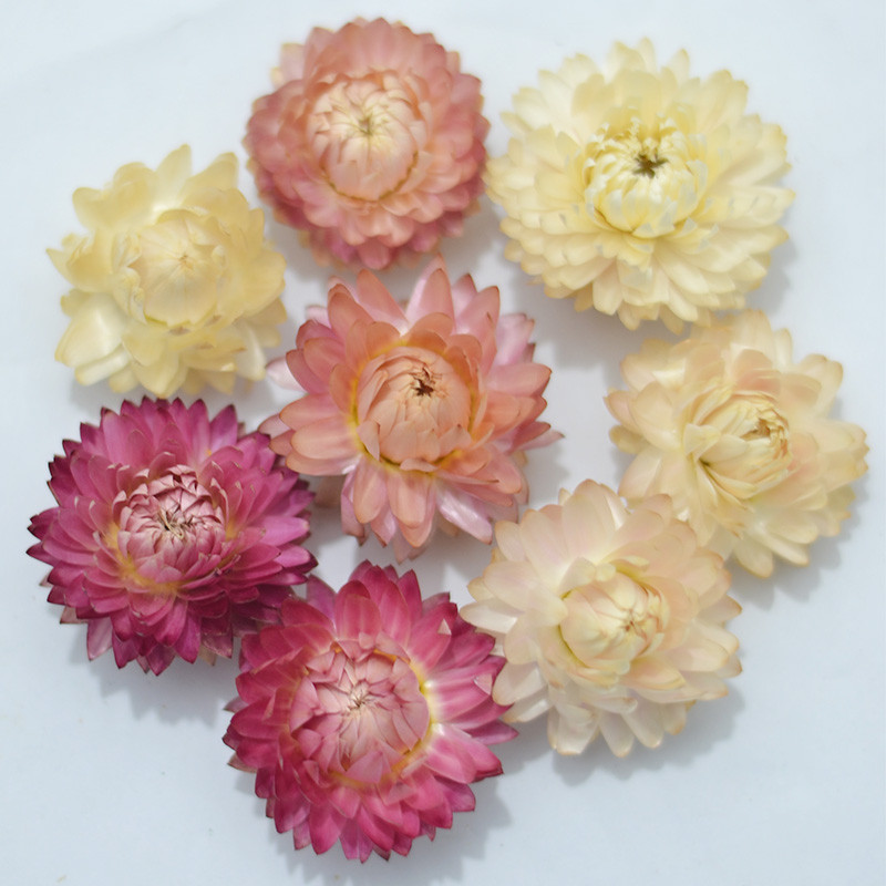 Pequena quantidade crisântemo colorido haste de trigo crisântemo pequena margarida Helichrysum saco de flores secas ao a
