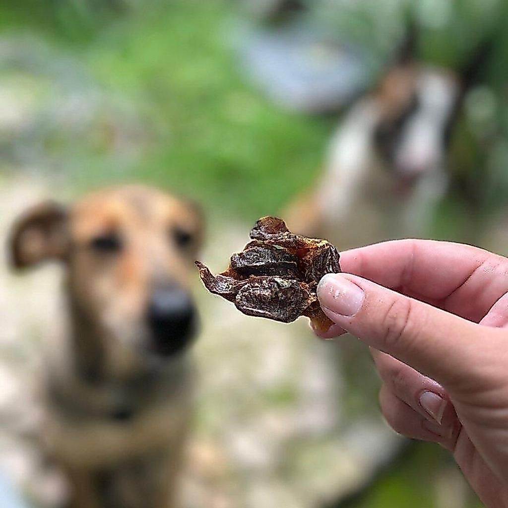 Moela de frango