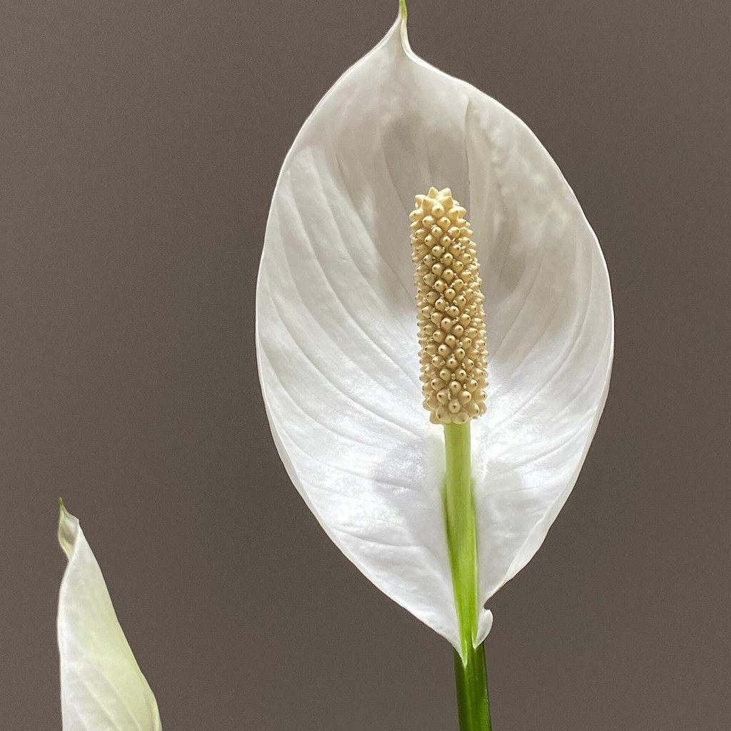 Sementes frescas 1000 sementes Plantio de jardim Sementes Spathiphyllum Flor Branca Pura