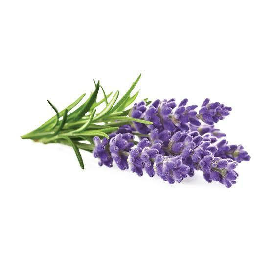 1000 Sementes de Lavanda Alpha Zema Pura Fácil de Germinar Aromática para Jardim Vasos Decoração