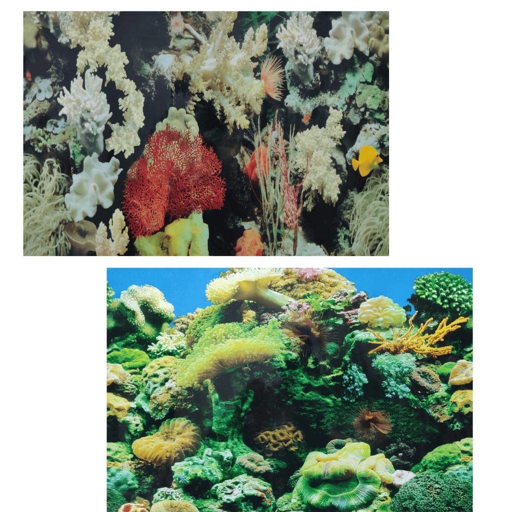 Painel Decorativo Aquário 60cm x 30cm Papel De Fundo Duas Imagens Coral Mar Marinho Agua Doce Enfeite Ornamento