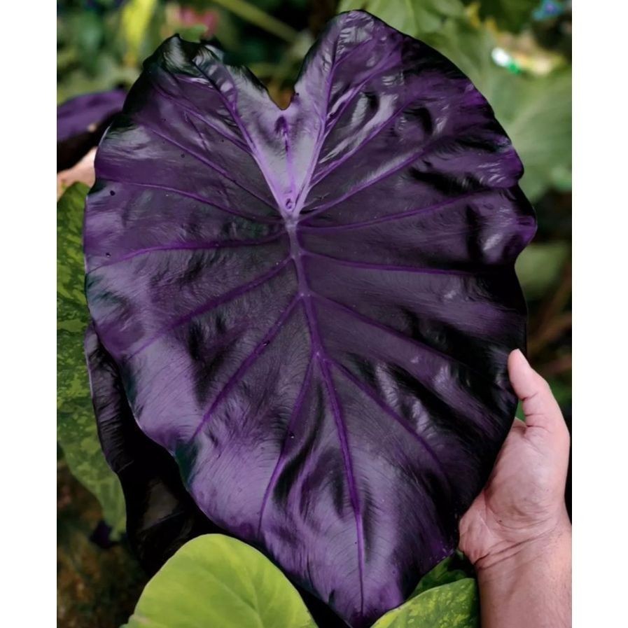 100 sementes  Caladium 'Florida Cardinal' com manual de cultivo pronta entrega envio 24h v V V