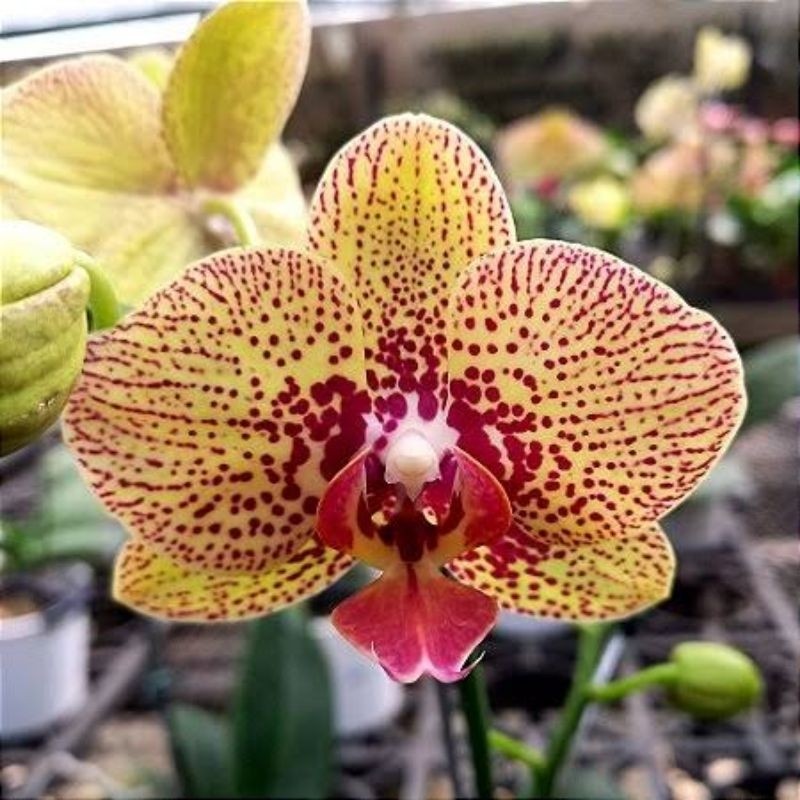 300 pcs sementes orquídea phaleonopsiss wellon hg
