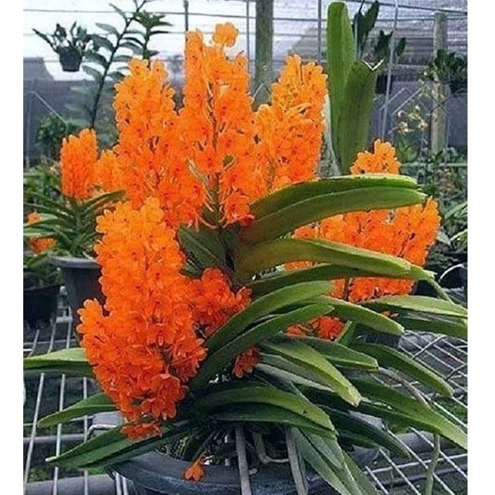 300 sementes pcs mix flor Orquídea Ascocentrum top