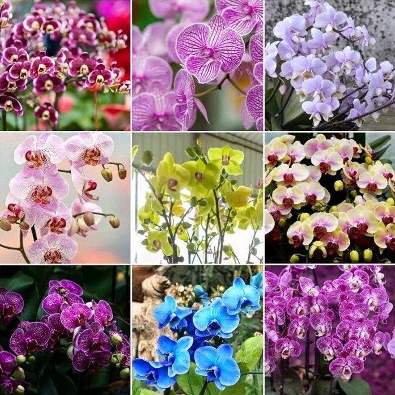 300 pcs seeds orquídea phaleonopsis hg
