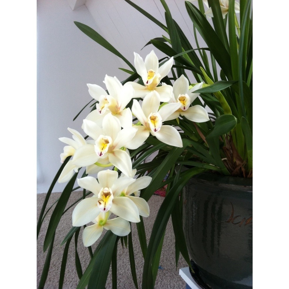100 sementes orquidia cymbidium orchid com manual de cultivo pronta entrega envio 24h germinação rápida