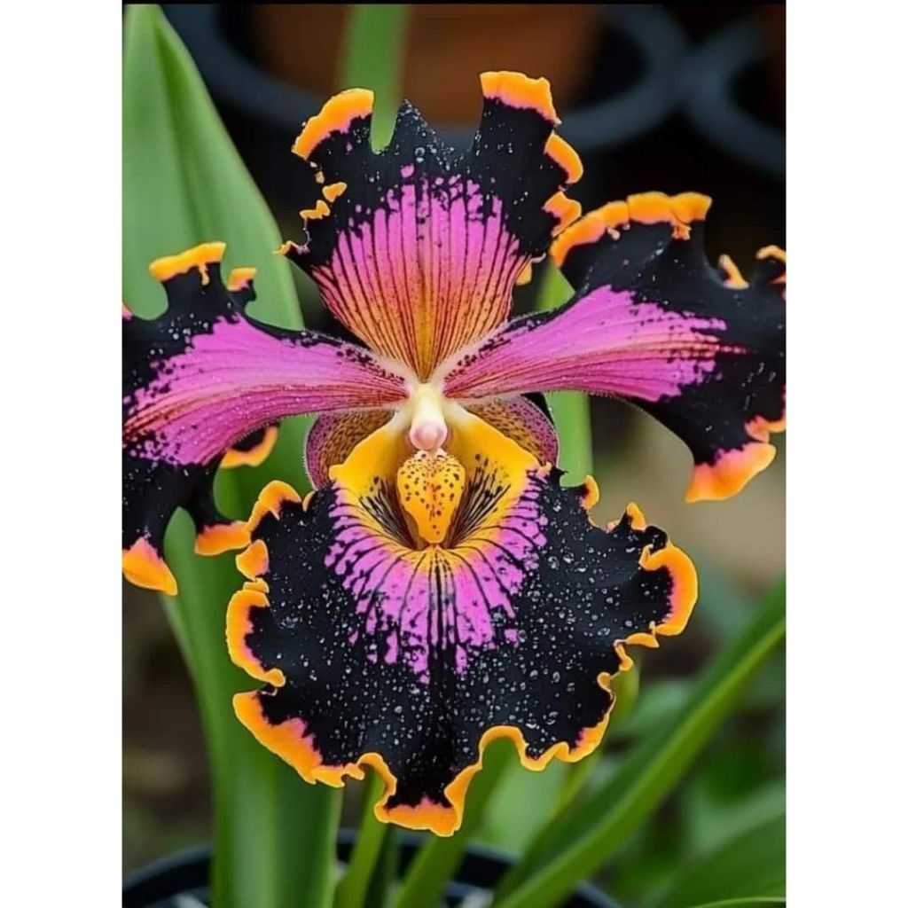 Orquídea Heart of Orchid 100 sementes com manual de cultivo NV