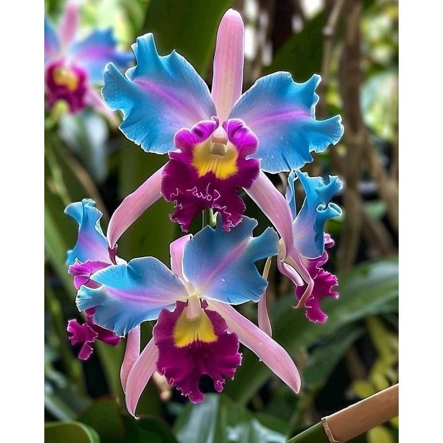 Orquídea Orchid Sky 100 sementes com manual de cultivo NV PROMOÇÃO
