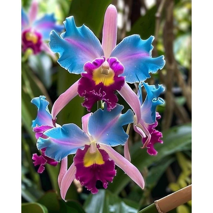 Orquídea Orchid Sky 100 sementes com manual de cultivo NV