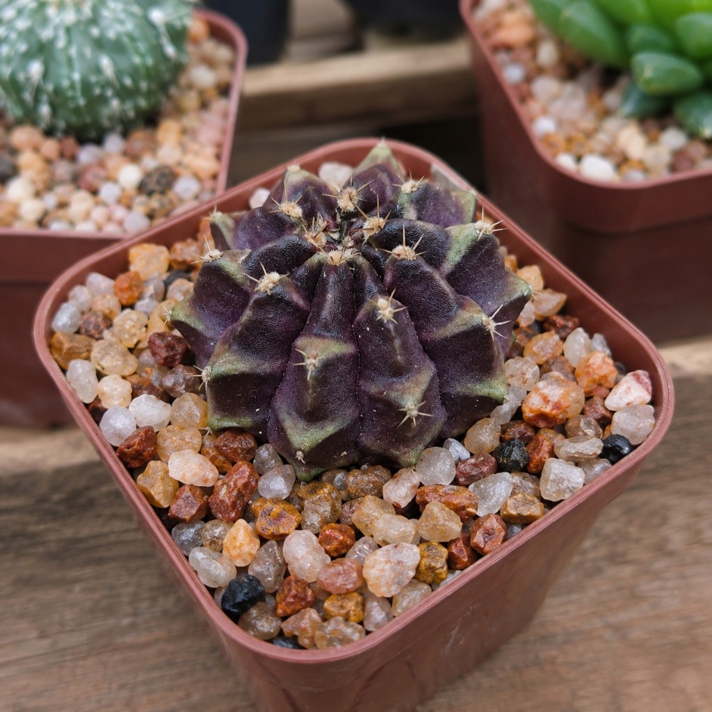 Pedrinhas de Rio Natural p/ Artesanato Decoração Vasos Suculentas Terrário Mini Jardim 1kg a 5kg