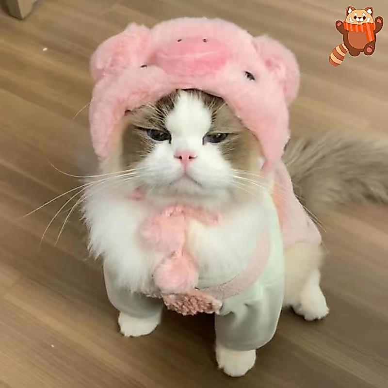[AP] Kitty Chapéu Chi Pet Chapelaria Panda Urso De Cachorro Arraste Internet Celebridade Transfronteiriça TH