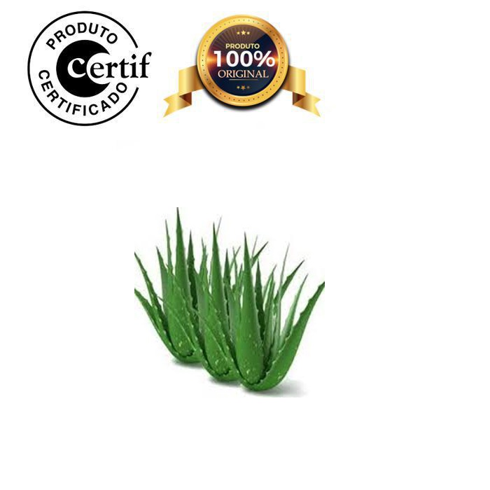 Óleo de Aloe Vera 1Litro Prensado a Frio com laudo Desodorizado Original