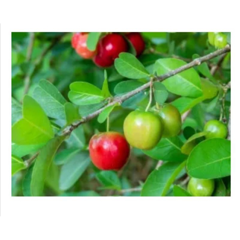 Folhas de acerola 60 gramas