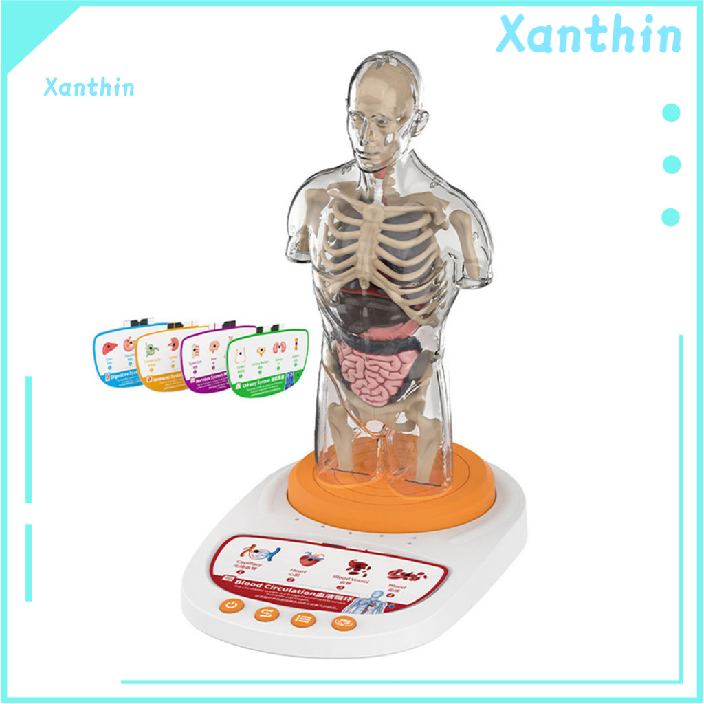 Body Model Educational System Cards Anatomy for Kids Aged 8-13 – Realistic Toy Talking for Children’s Learning and f