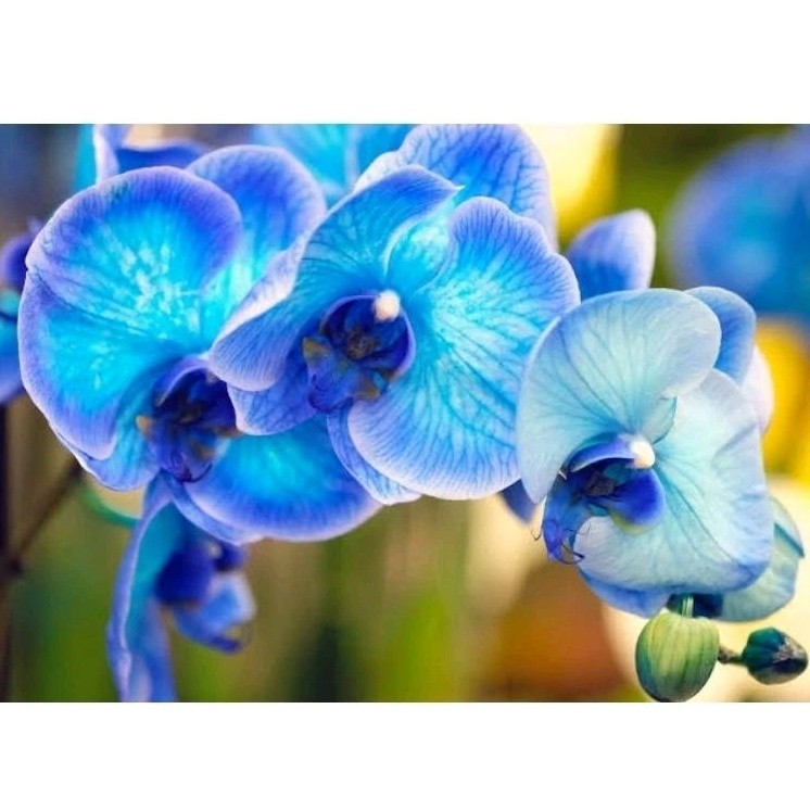 200 pcs sementes orquídea phaleonopsiss blue/ jardim hg