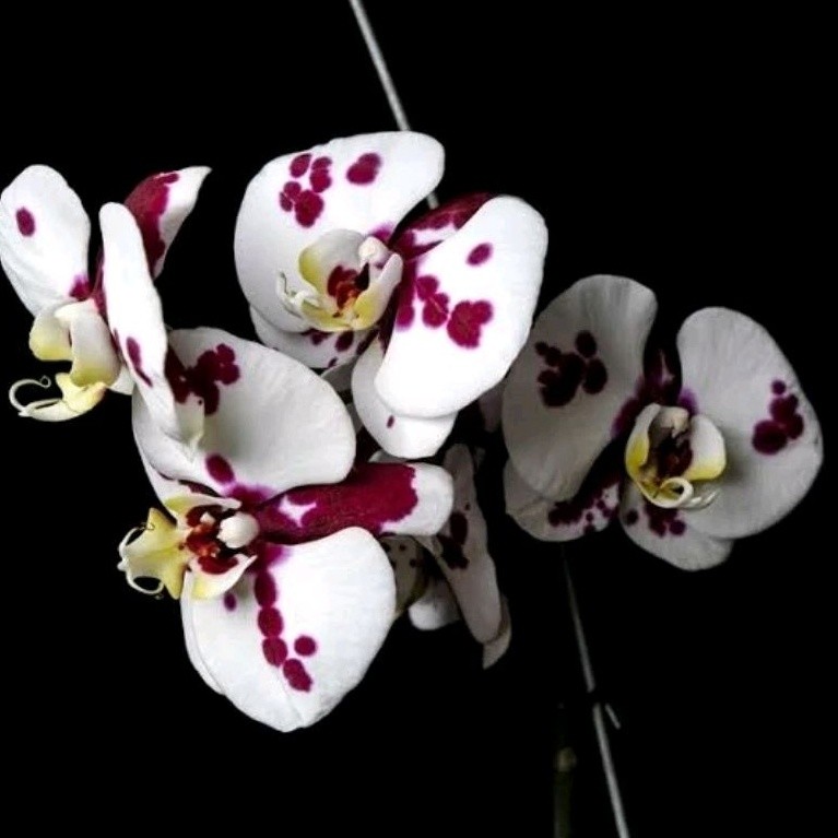 200 pcs sementes orquídea phaleonopsis hg