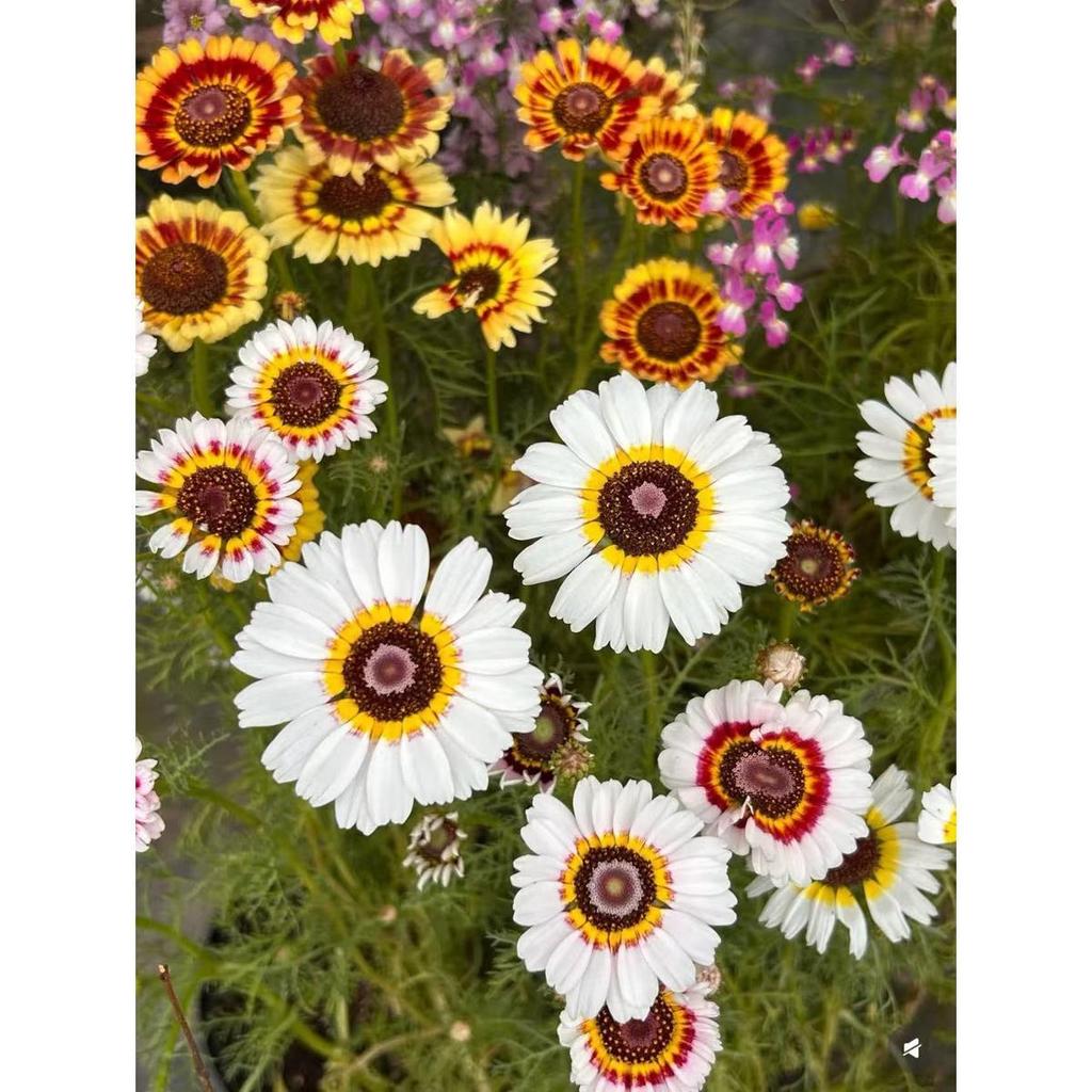 Para cultivar: Sementes original sementes De Crisântemo Garland 30 Cápsulas